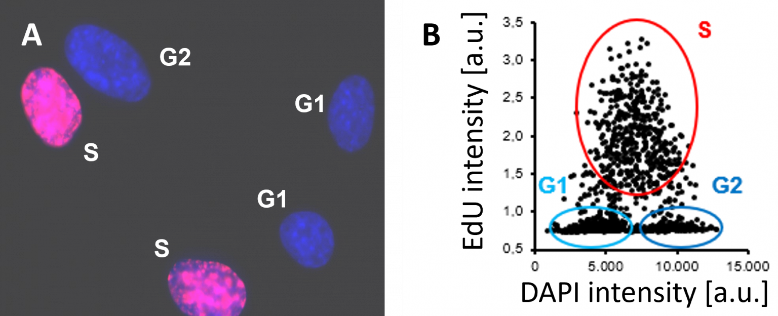 EdU Cell Proliferation Assay for Imaging