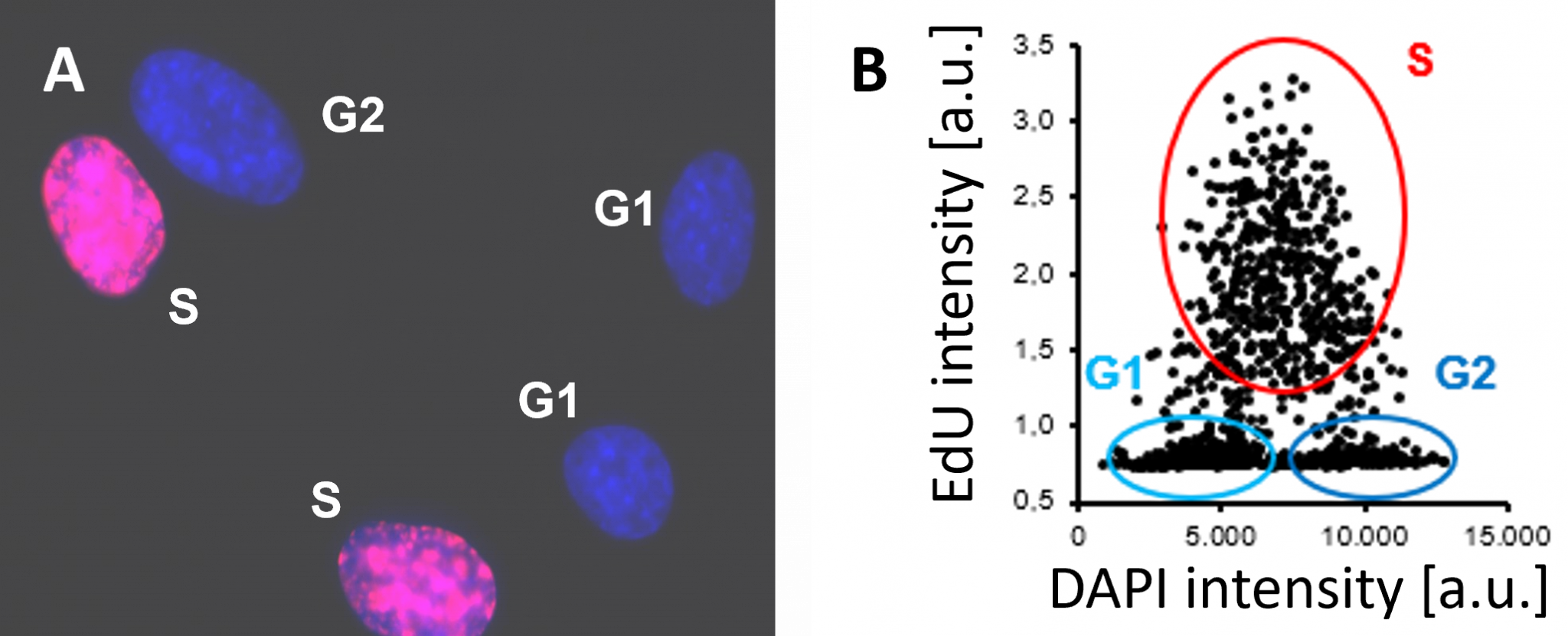EdU Cell Proliferation Assay for Imaging