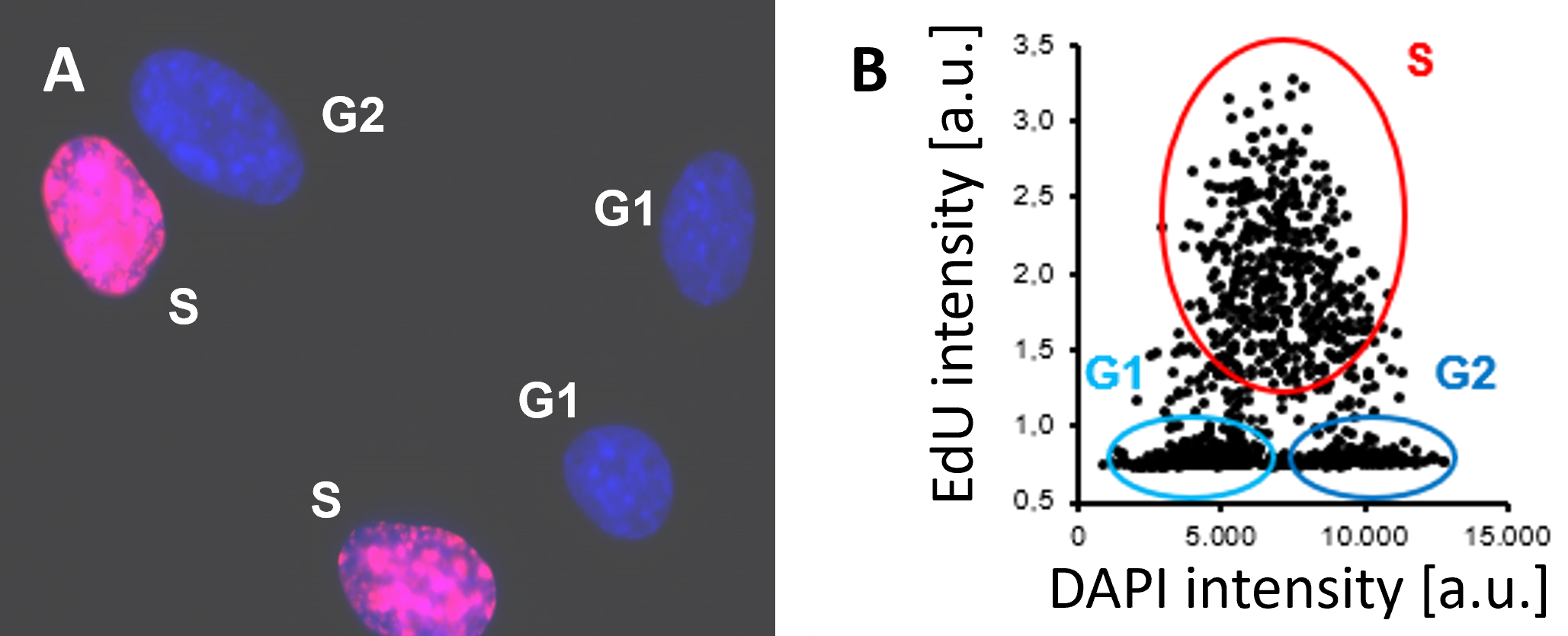 Representative fluorescence microscopy image. Red signal: EdU labelling; blue signal: DNA counterstaining with DAPI