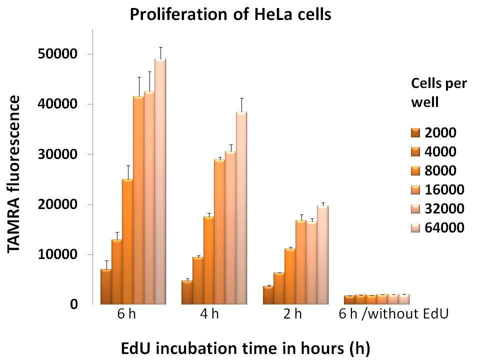 Proliferation of HeLa cells
