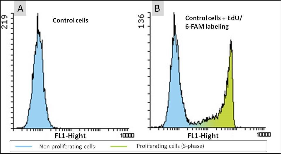 Proliferating of HeLa cells (S-phase)