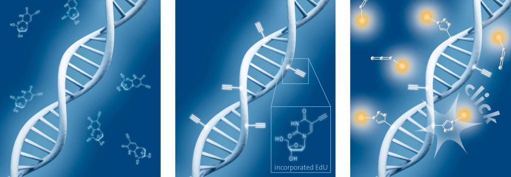 Schematic representation of EdU cell proliferation assays