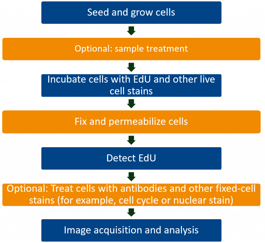ClickTech EdU Cell Proliferation Kits for Imaging baseclick GmbH