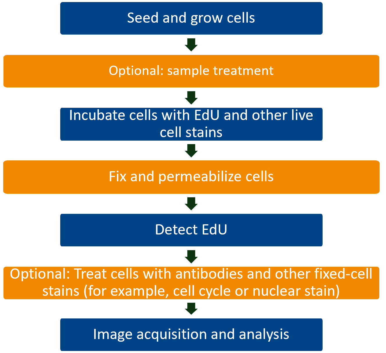 Workflow of EdU Cell Proliferation Assays for Imaging