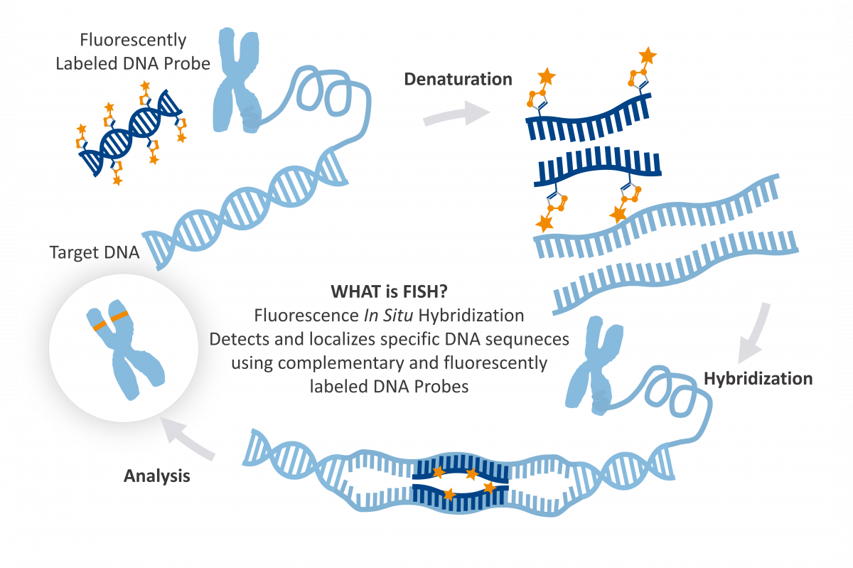 fluorescence in situ hybridization