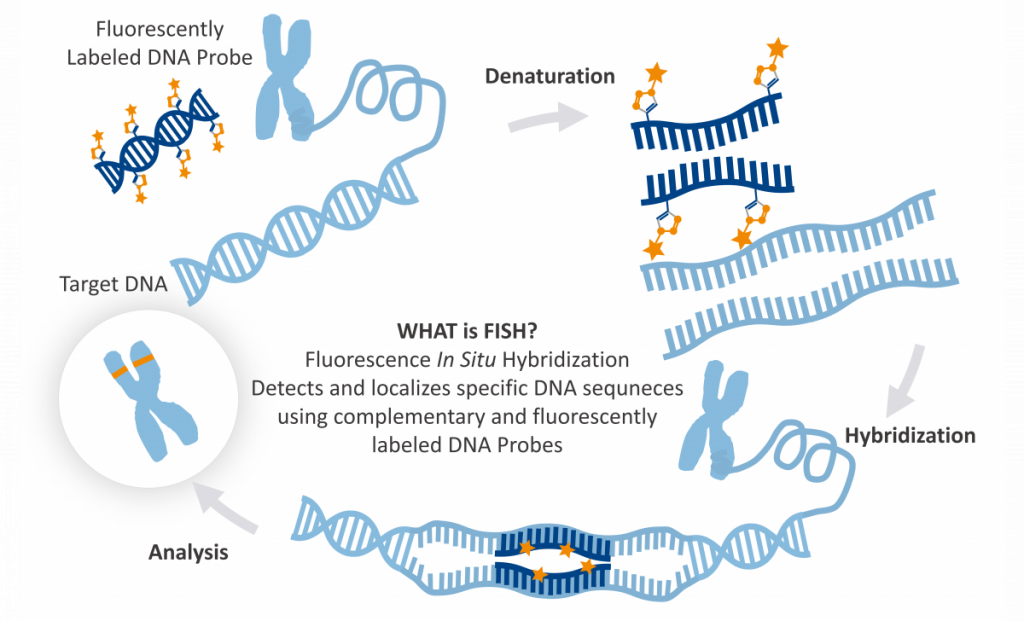 In Situ Hybridization (ISH): Techniques, Applications & Insights