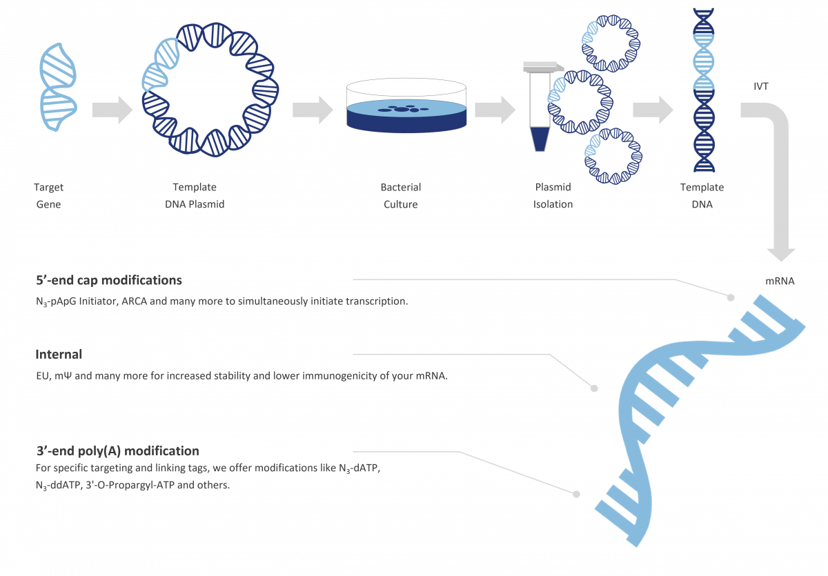 modifications of mRNA