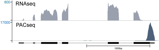 PACseq vs RNAseq