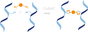 DNA crosslinking linker CuAAC covalently linked DNA strands