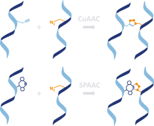 DNA crosslinking CuAAC and SPAAC covalently linked DNA strands