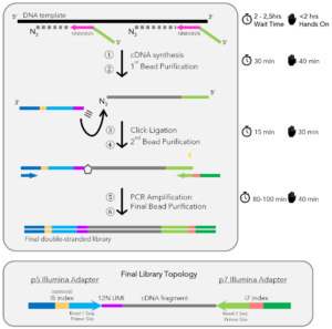 workflow of the ClickSeq DNA Library Prep Kit