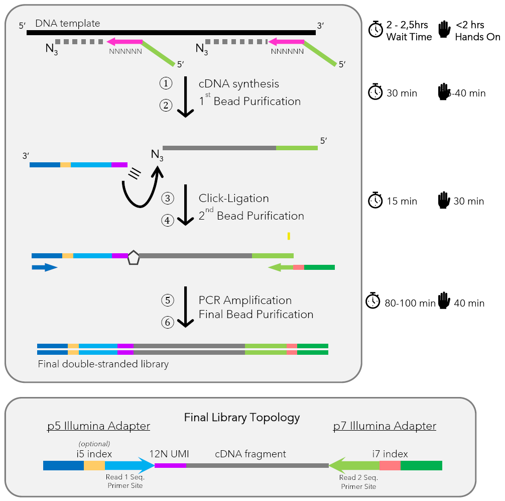 ClickSeq DNA Library Prep Kit Workflow