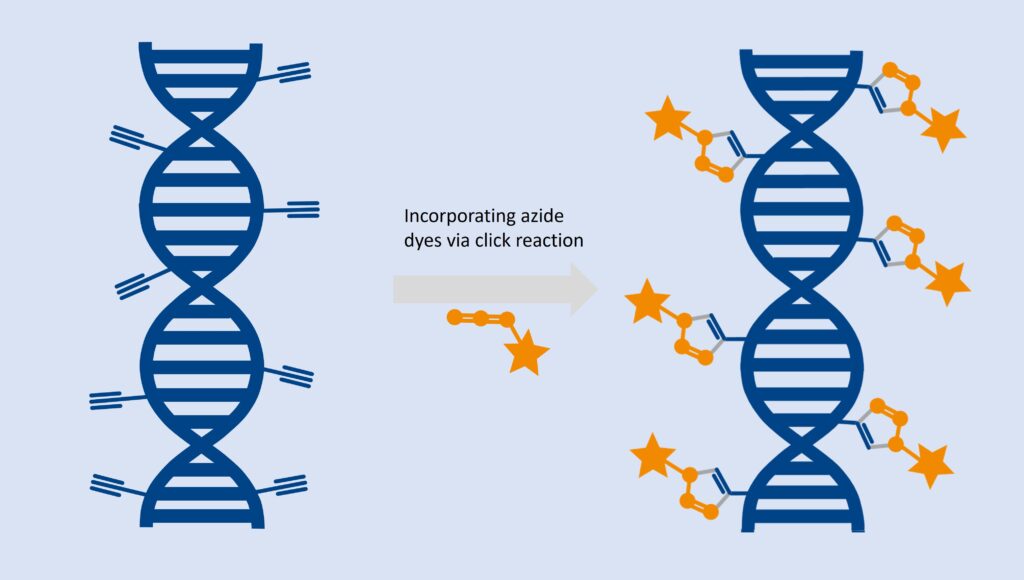 Incorporating azide dyes via click reaction