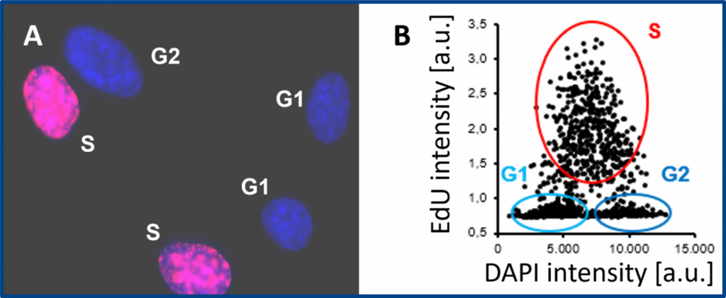 cell proliferation assay fluorescence microscopy image