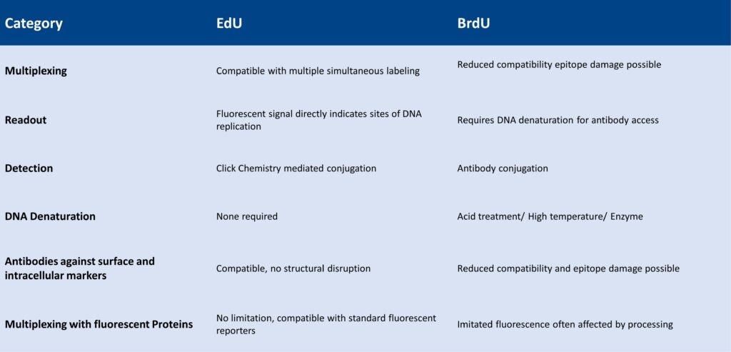 EdU vs BrdU comparison