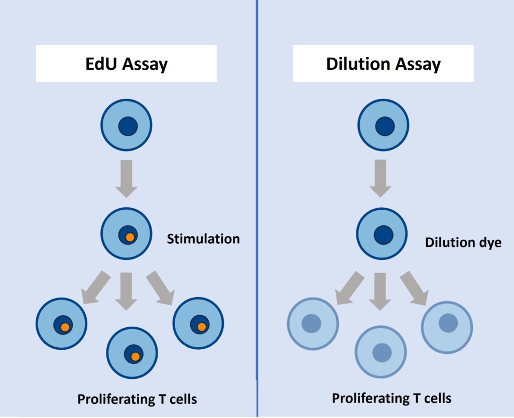 EdU vs Dilution assay T cell proliferation