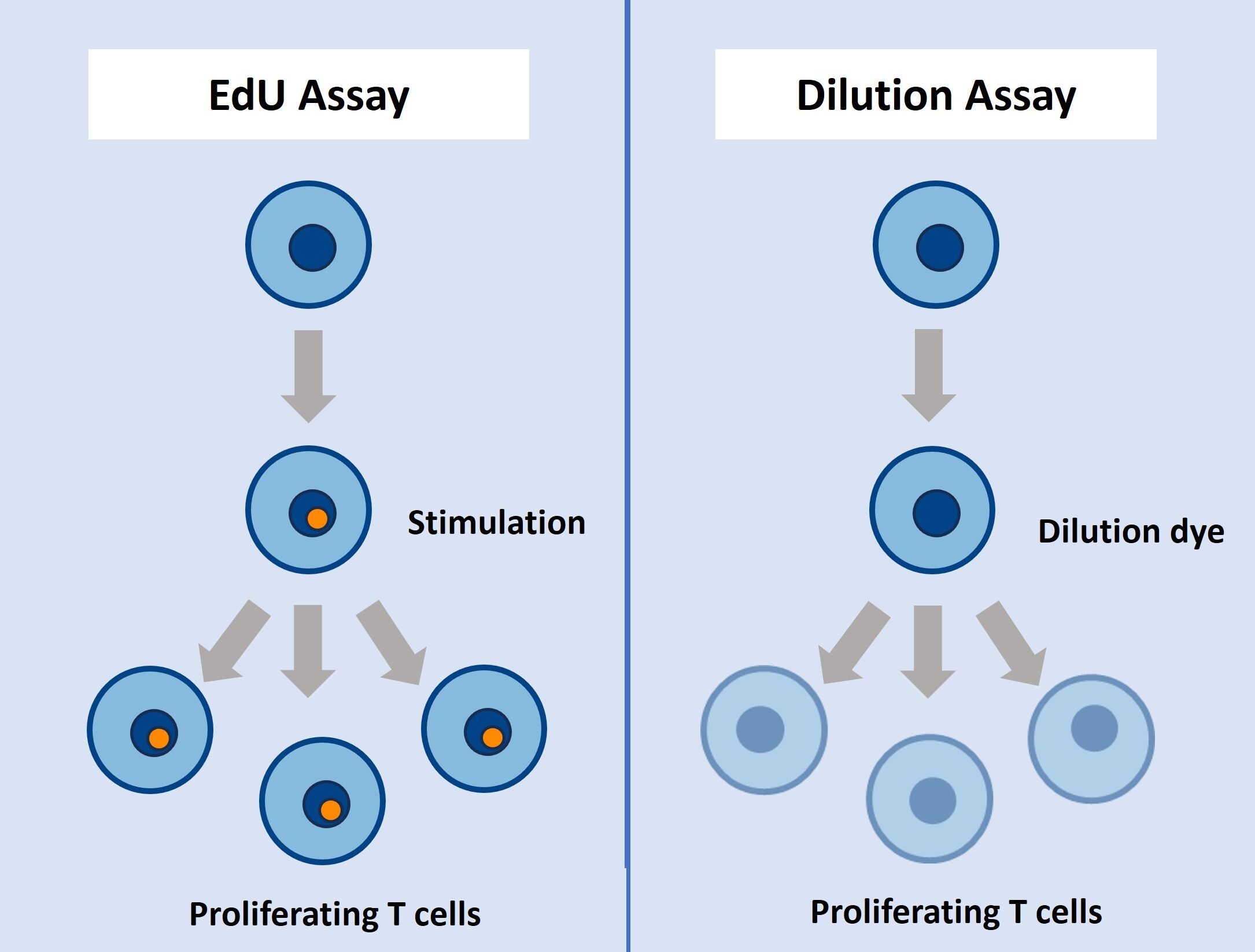 EdU vs Dilution assay T cell proliferation