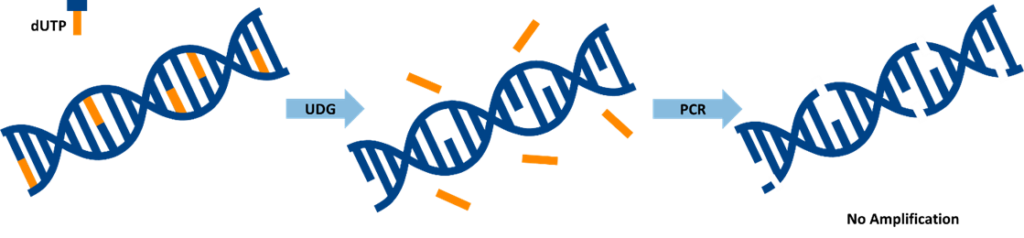application of dUTP in PCR to carry-over contamination