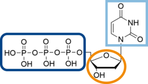 structure of dUTP