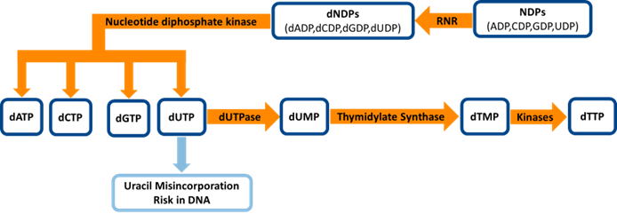 dUTP role in nucleotide metabolism