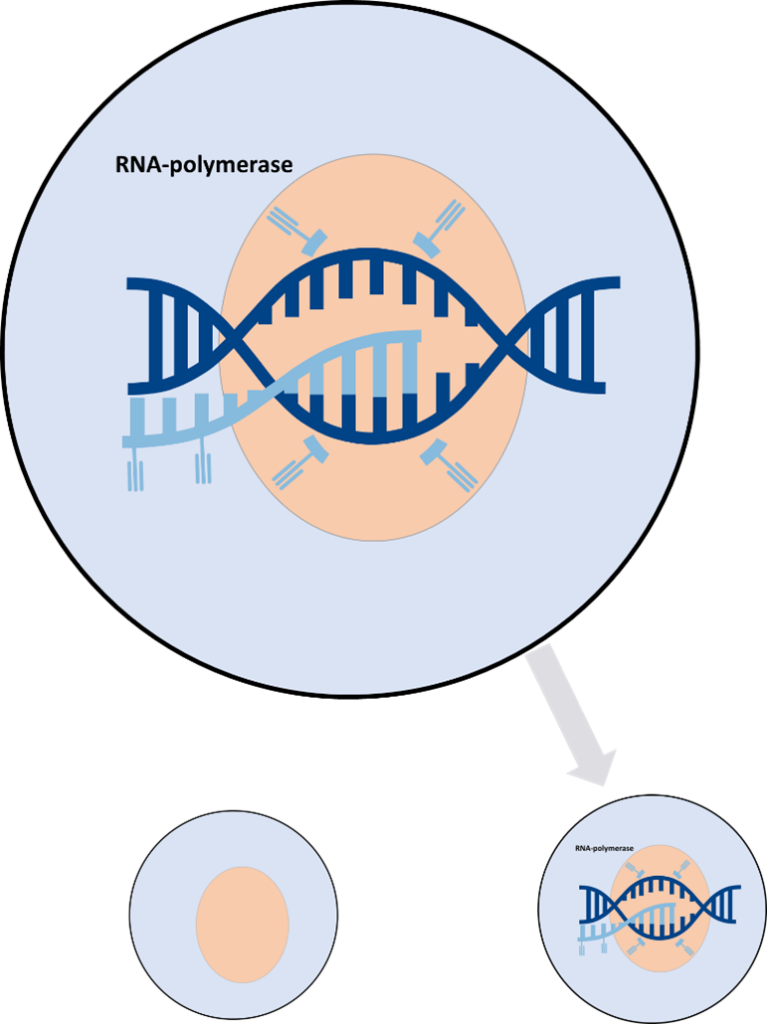 Cell Proliferation Studies