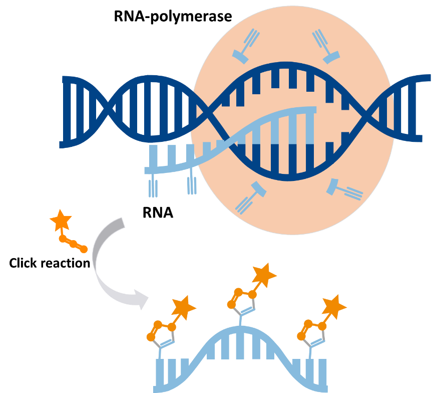 RNA Labeling