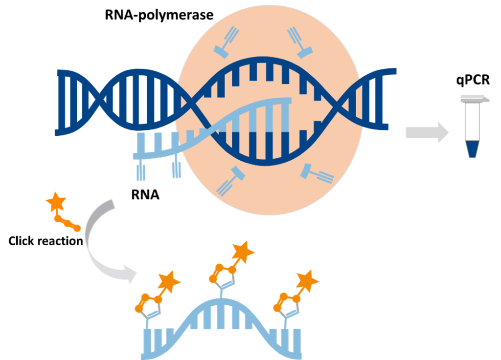 Transcription Activity Assay