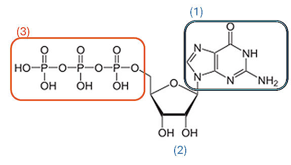 chemical structure of GTP