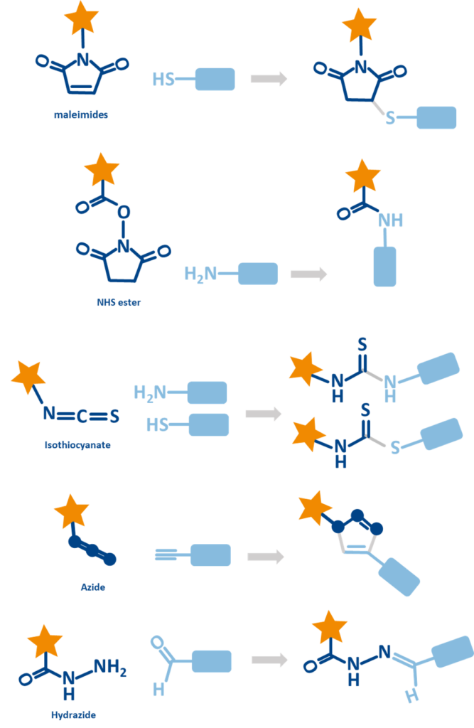 functionalization options