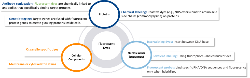 molecular labeling techniques
