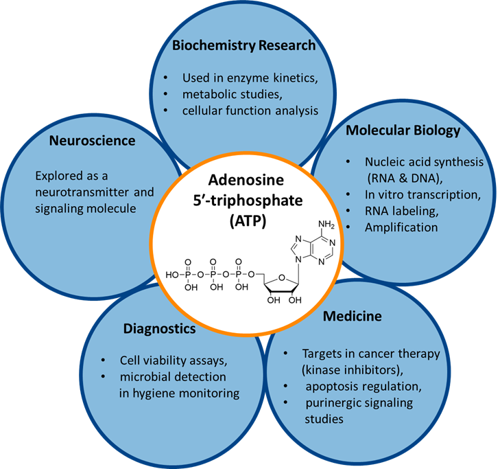 Adenosine 5' Triphosphate (ATP)
