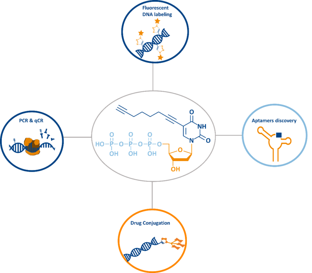 Applications of C8-Alkyne-dUTP