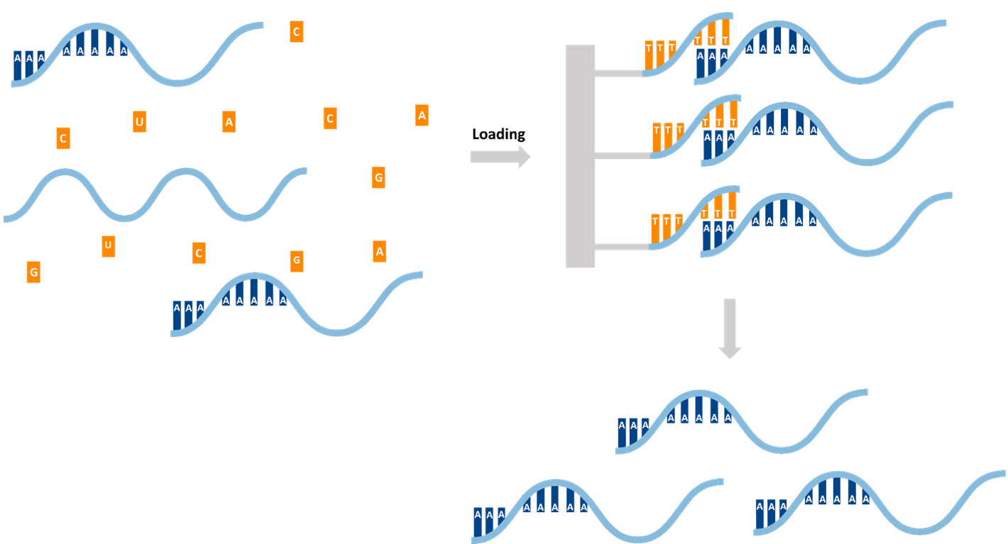 Column Purification with Oligo‑dT Matrices