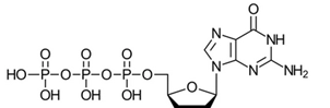 ddGTP
