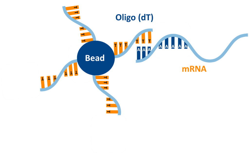 Oligo-dT Magnetic Beads