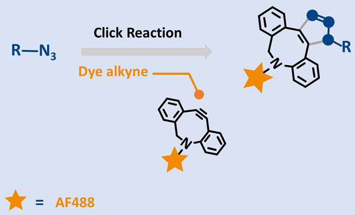 Strain Promoted Azide Alkyne Cycloaddition of DBCO-AF 488