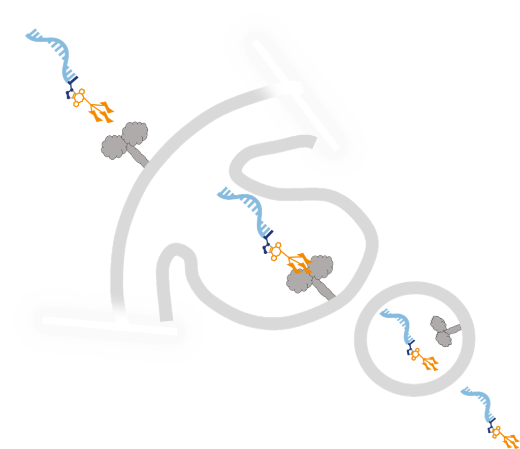 Tri-GalNAc-DBCO application
