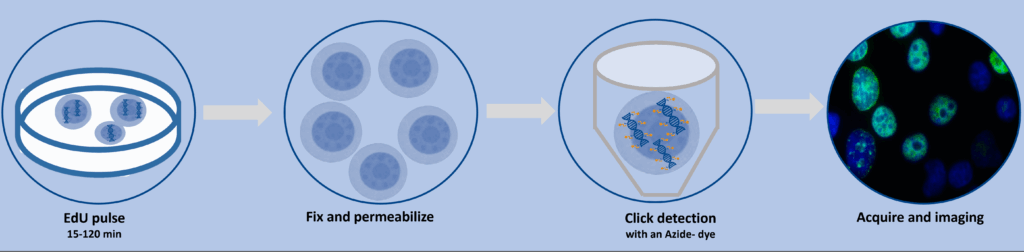 ClickTech Sensitive EdU Cell Proliferation Kit for Imaging