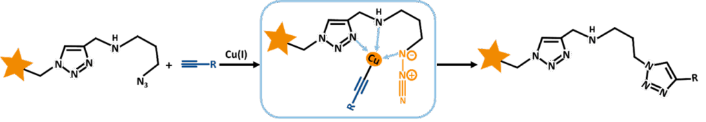 CuAAC reaction between AZDye 488 Azide plus and alkyne functionalized molecule