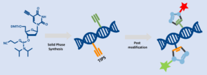 Dual Labeling Strategy for Oligonucleotides