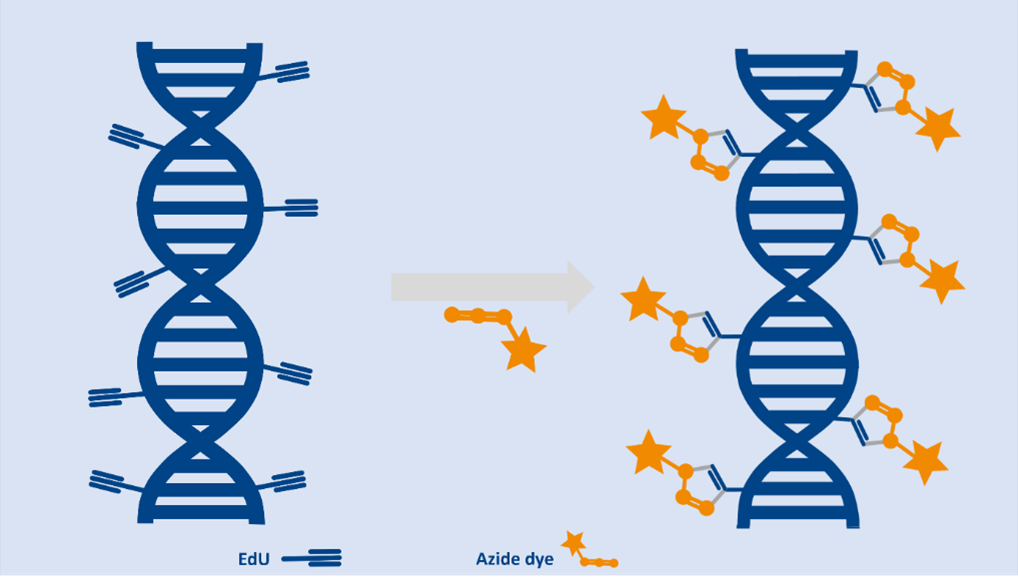Incorporating azide dyes via click reaction with EdU