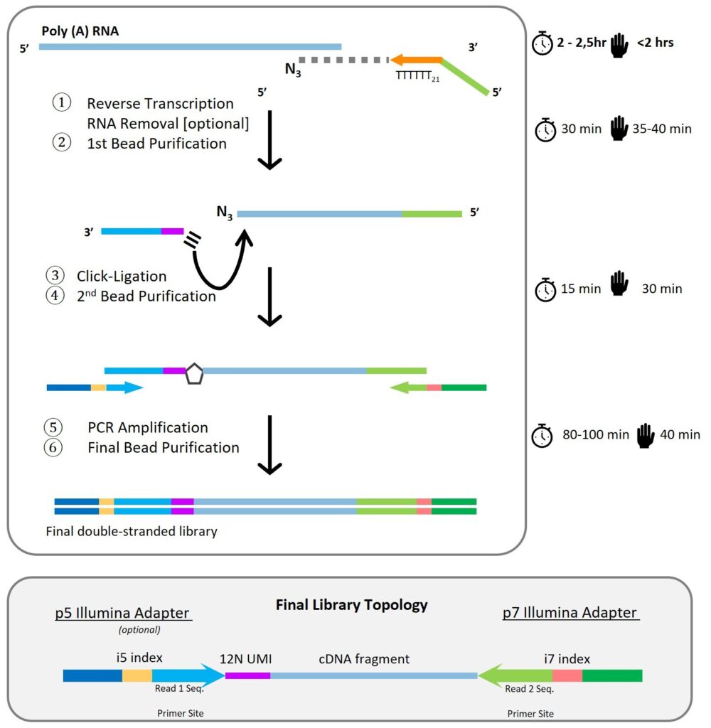 Poly(A)-ClickSeq™ Library Prep with Dual Indexing