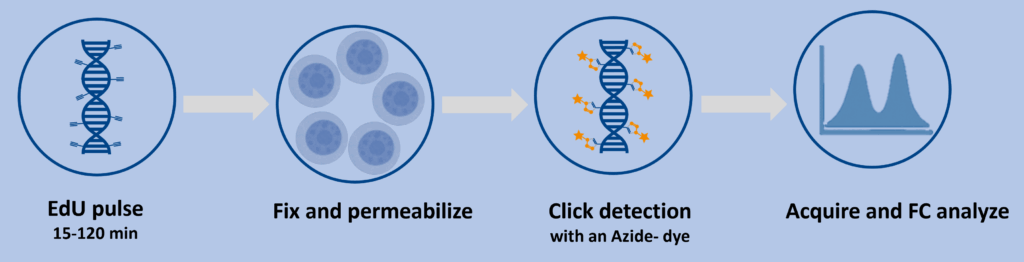 Sensitive EdU Cell Proliferation Assay for Flow Cytometry