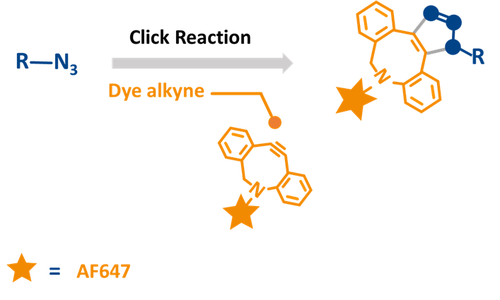 Strain Promoted Azide Alkyne Cycloaddition of DBCO-AF647