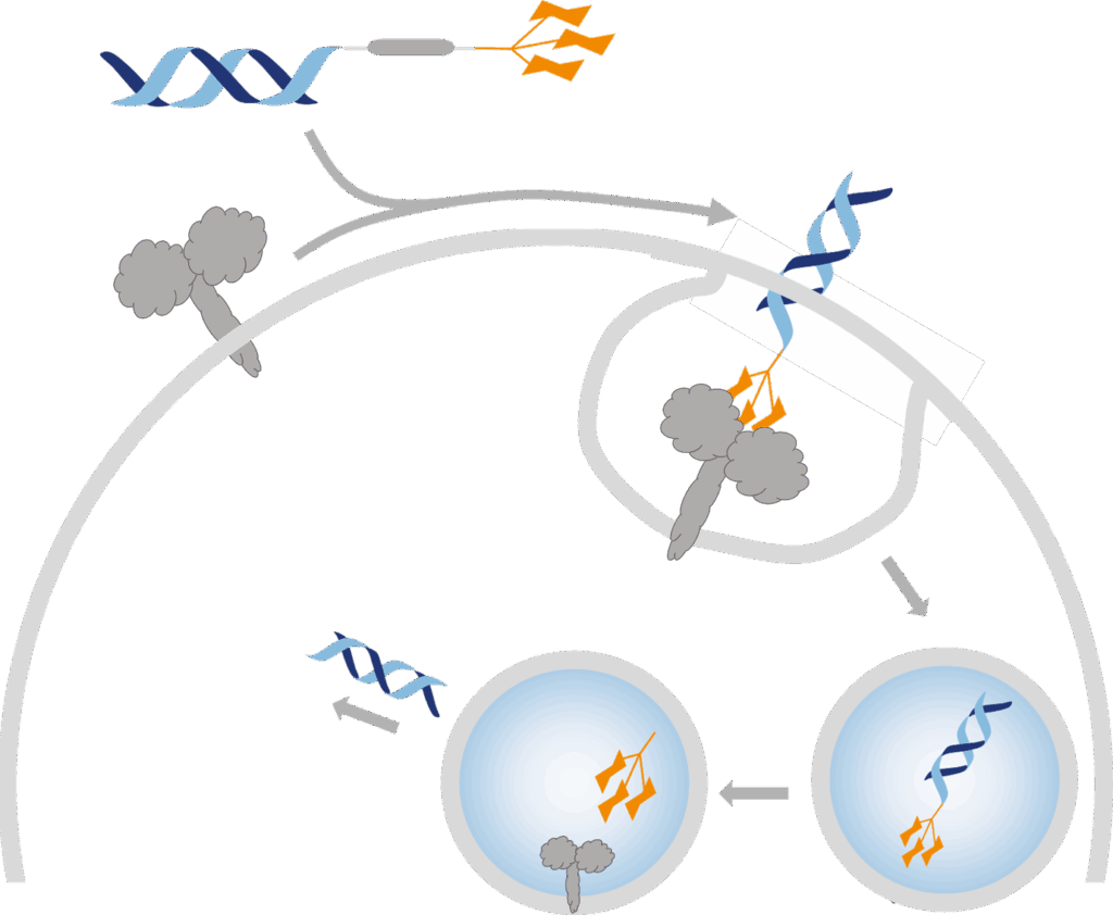 applications of Tri-beta-GalNAc-PEG3-Azide