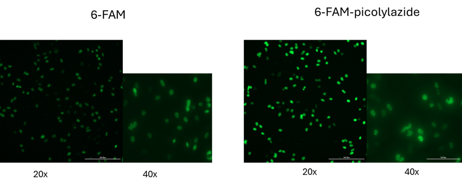 comparison 6-FAM-azide to 6-FAM-picolylazide