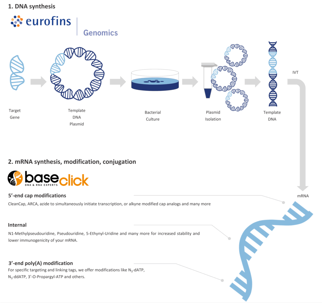mRNA Service eurofins genomics & baseclick