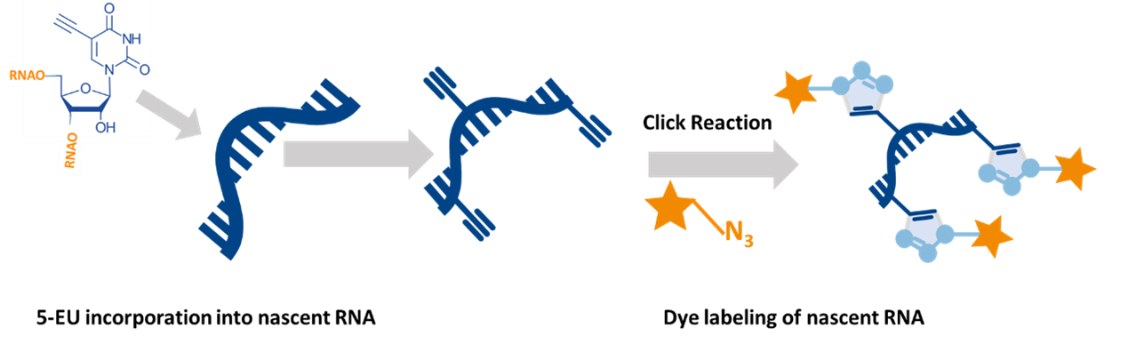 5-EU Incorporation into RNA
