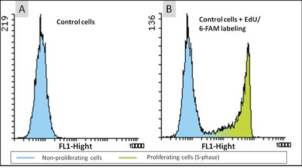 6-FAM Fluorescence Signals of Proliferating and Non Proliferating Cells with EdU