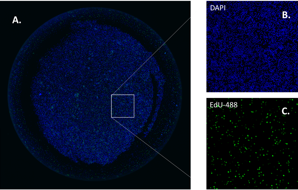 Images of cell adhesion on coated plates